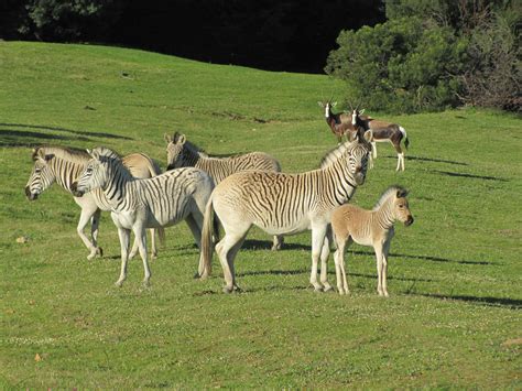  The Quagga's Whisper: Un conte sud-africain du XIIIe siècle qui explore les liens entre l'humain et la nature