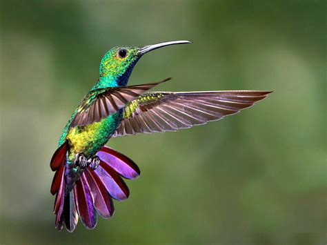  Le Chant du Colibri! Un conte mexicain fascinant sur la persévérance et le pouvoir de la petite voix.