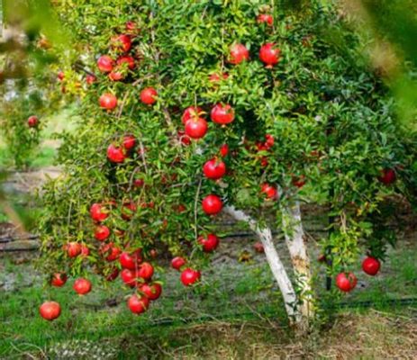  The Enchanted Pomegranate Tree: Un Conte Pakistanais qui Révèle les Mystères de l'Amour et du Destin !