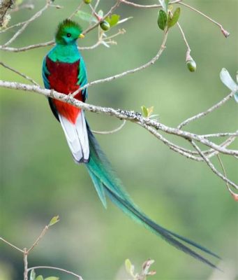 The Quetzal Bird and its Journey: Unearthing Ancient Wisdom through Feathers and Flight!