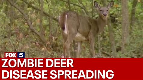  The Zombie Deer Reveals Ancient Chinese Beliefs About Life and Death!